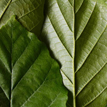 Load image into Gallery viewer, Illuminating Fluid