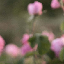 Load image into Gallery viewer, Rose Collection Rose Nurturing Body Cream
