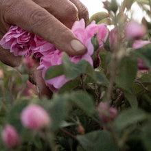 Load image into Gallery viewer, Rose Collection Rose Nurturing Body Oil
