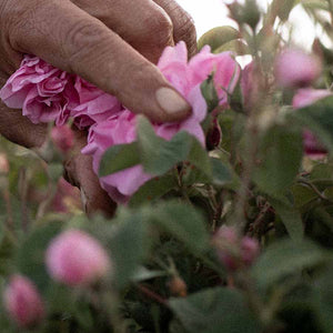 Rose Collection Rose Nurturing Body Oil